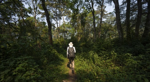 Tourist hiking trail through dense vegetation in tropical mountain rainforest, primeval forest, Bwindi Impenetrable Forest, Uganda