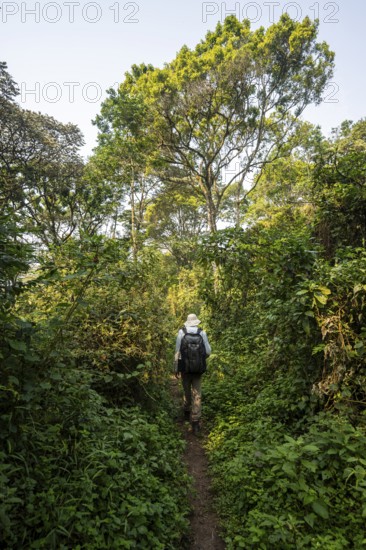 Tourist hiking trail through dense vegetation in tropical mountain rainforest, primeval forest, Bwindi Impenetrable Forest, Uganda