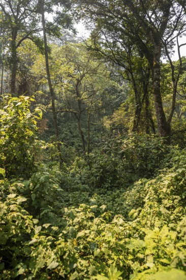 Dense vegetation in tropical mountain rain forest, primeval forest, Bwindi Impenetrable Forest, Uganda