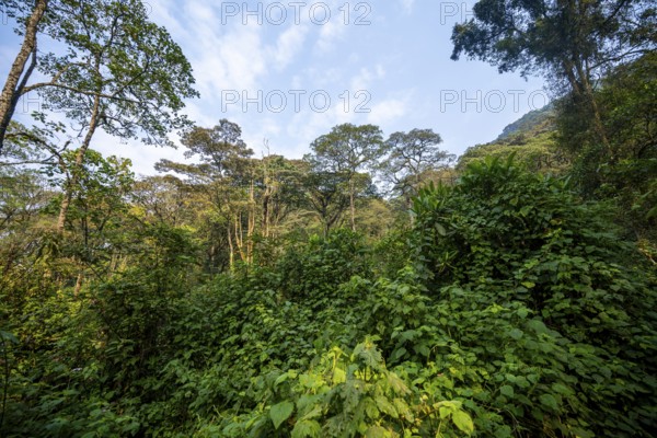 Dense vegetation in tropical mountain rain forest, primeval forest, Bwindi Impenetrable Forest, Uganda