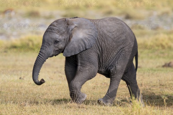 African elephant (Loxodonta africana), small young, baby elephant, Amboseli National Park, Rift Valley Province, Kenya
