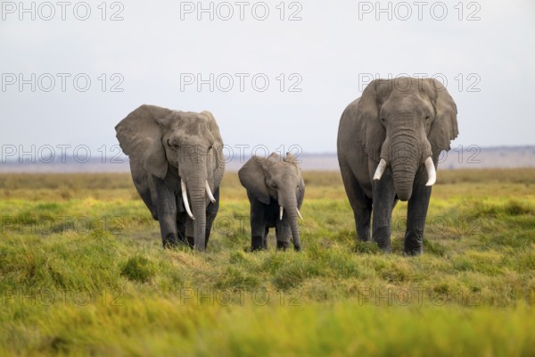 African elephant (Loxodonta africana), three animals in Longinye Swamp, Amboseli National Park, Rift Valley Province, Kenya