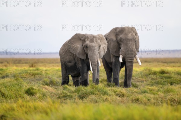 African elephant (Loxodonta africana), two animals in Longinye Swamp, Amboseli National Park, Rift Valley Province, Kenya