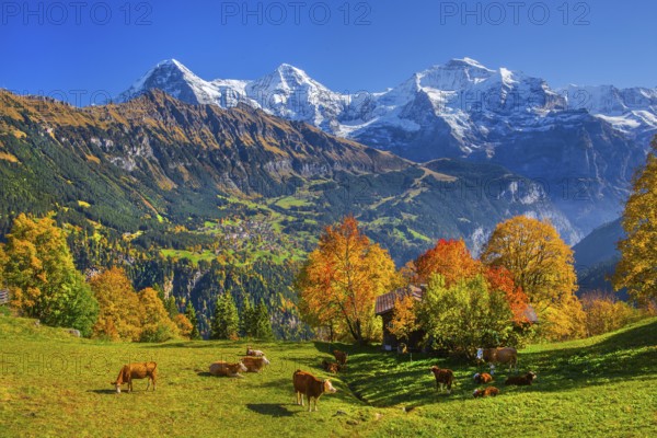 Autumn landscape in the hamlet of Sulwald with views of Wengen and Eiger 3967m, Mönch 4110m and Jungfrau 4158m, Isenfluh, Lauterbrunnental, Bernese Oberland, Canton of Bern, Switzerland