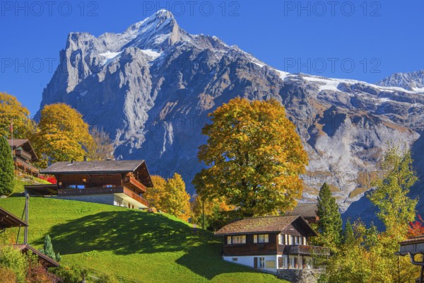 Typical rural and holiday homes with Wetterhorn 3690m in autumn, Grindelwald, Lütschinental, Bernese Oberland, Canton of Bern, Switzerland
