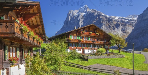 Typical Oberland farmhouses with Wetterhorn 3690m in autumn, Grindelwald, Lütschinental, Bernese Oberland, Canton of Bern, Switzerland