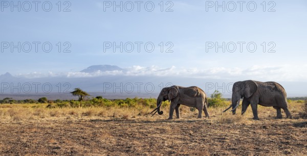 Two African elephants (Loxodonta africana) in a picturesque savanna landscape with the summit of Mount Kilimanjaro, the famous Super Tusker elephant Craig with his friend Pascal, old male with long tusks, in the evening light, Kajiado County, Kenya