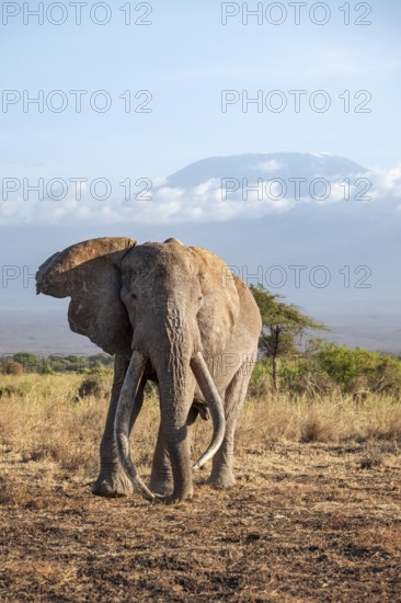African elephant (Loxodonta africana) in picturesque savanna landscape with the summit of Mount Kilimanjaro, the famous Super Tusker elephant Craig, old male with long tusks, in the evening light, Kajiado County, Kenya