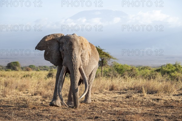 African elephant (Loxodonta africana) in picturesque savanna landscape with the summit of Mount Kilimanjaro, the famous Super Tusker elephant Craig, old male with long tusks, in the evening light, Kajiado County, Kenya