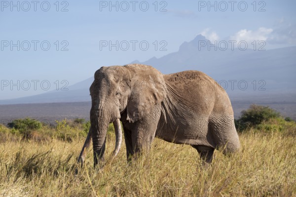 African elephant (Loxodonta africana) in picturesque savanna landscape with the summit of Mount Meru, the famous Super Tusker elephant Craig, old male with long tusks, in the evening light, Kajiado County, Kenya