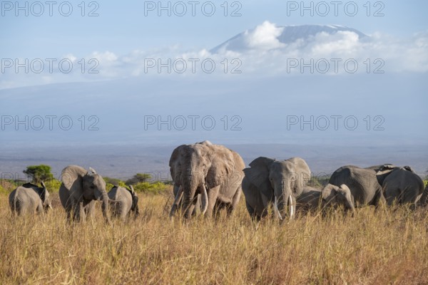 Group of African elephants (Loxodonta africana) in picturesque savanna landscape with the summit of Mount Kilimanjaro, the famous Super Tusker elephant Craig, old male with long tusks, in the evening light, Kajiado County, Kenya
