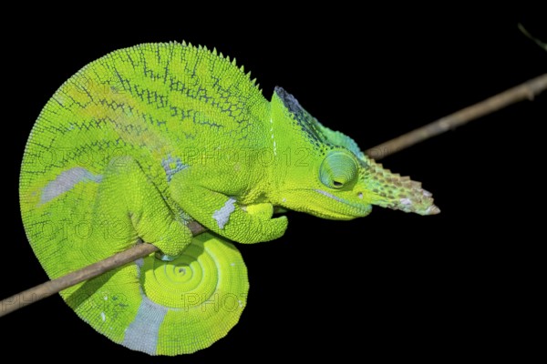 Matschie’s two-horned chamaeleon (Kinyongia matschiei), adult male, chameleon on a branch at night, Amani Nature Forest Reserve, Eastern Usambara Mountains, Tanga, Tanzania