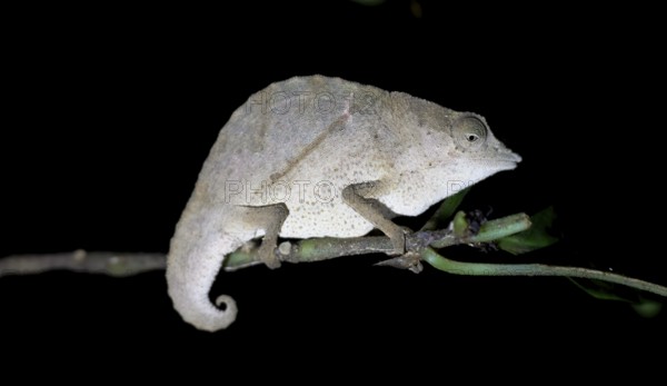 Zomba pygmy chameleon (Rieppeleon brachyurus), white chameleon on a branch at night, Amani Nature Forest Reserve, Eastern Usambara Mountains, Tanga, Tanzania