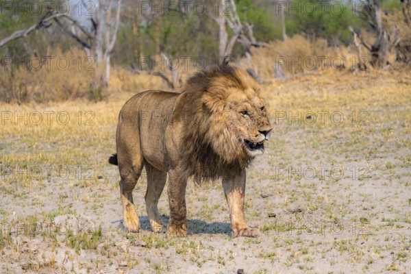 Lion (Panthera leo), adult male walking, Moremi Game Reserve, Botswana