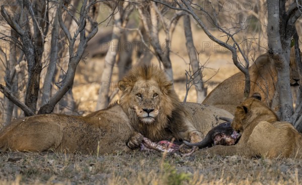 Lion (Panthera Leo) with kill, pack eats captured buffalo, adult male with prey, Moremi Game Reserve, Botswana
