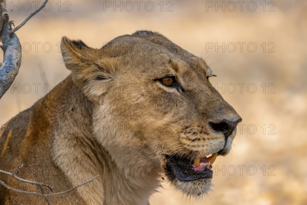 Lion (Panthera leo), adult female, animal portrait, Moremi Game Reserve, Botswana
