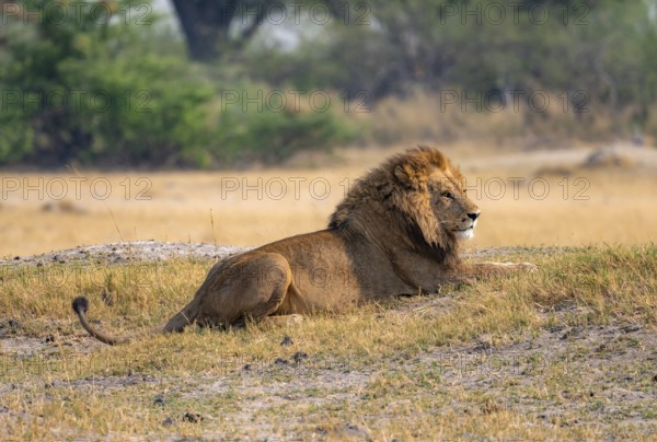 Lion (Panthera leo), adult male lying in yellow grass, Moremi Game Reserve, Botswana