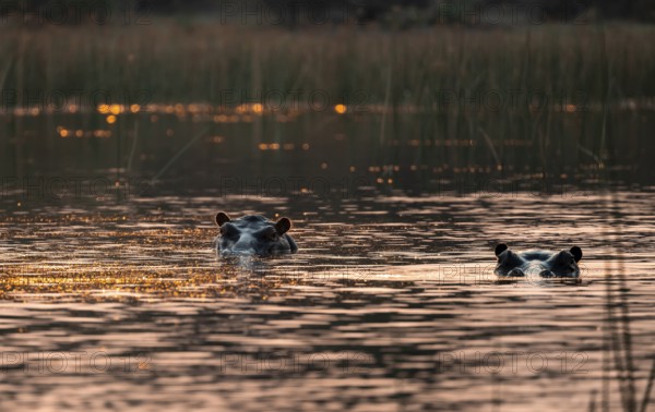 Two hippos (Hippopatamus amphibius) in the river at sunset, Thamalakane River, Okavango Delta, Botswana