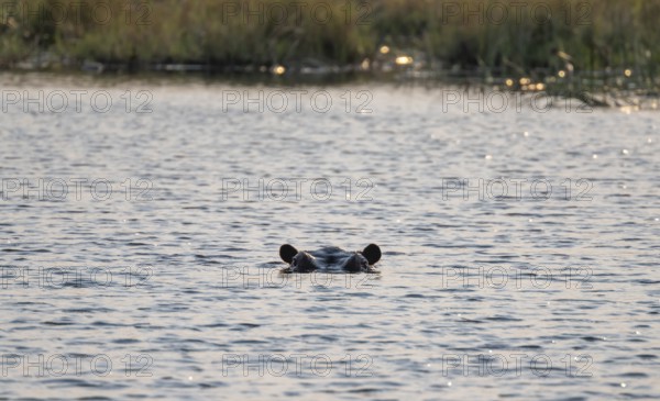 Hippopotamus (Hippopatamus amphibius) in the river at sunset, Thamalakane River, Okavango Delta, Botswana