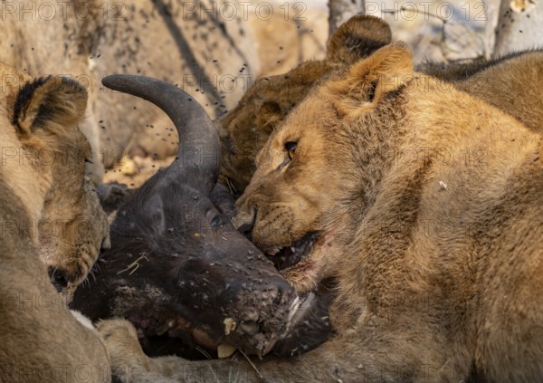 Lion (Panthera Leo) with kill, pack eats captured buffalo, young lion eats on the head of the carcass, Moremi Game Reserve, Botswana