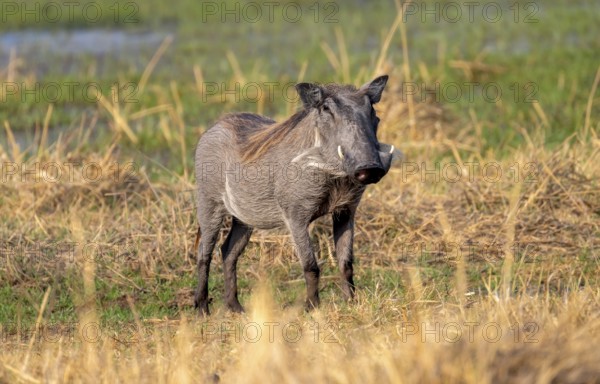 Common Warthog (Phacochoerus africanus), Moremi Game Reserve, Botswana