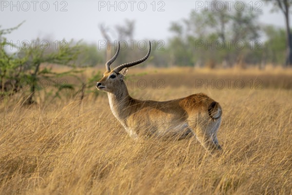 Letschwe or litchi bog antelope (Kobus leche), adult male, in tall dry grass, Okavango Delta, Moremi Game Reserve, Botswana