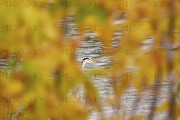 Grey heron, autumn, Germany