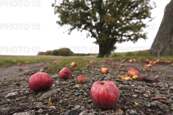 Fallen fruit, autumn time, Germany