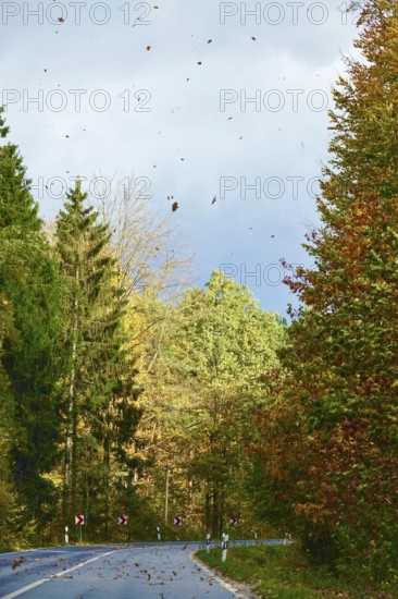 Car Road in autumn, autumn leaves, Germany