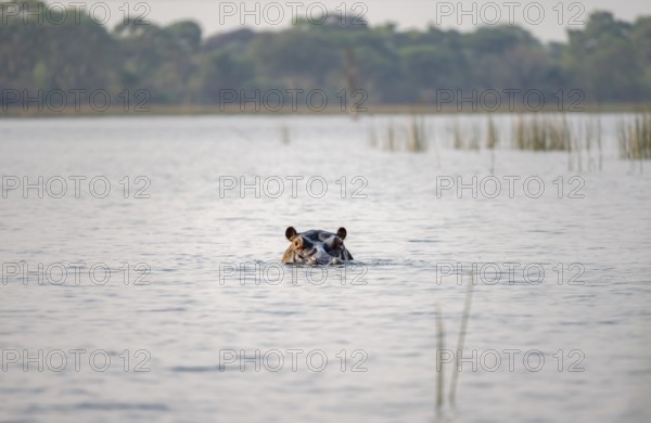 Hippopotamus (Hippopatamus amphibius) in the river, Thamalakane River, Okavango Delta, Botswana
