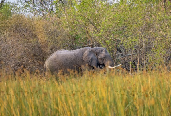 African elephant (Loxodonta africana), on the riverbank between river grass, Thamalakane River, Okavango Delta, Botswana