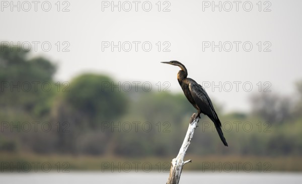 African Darter (Anhinga rufa) sitting on a dead tree in the river, Thamalakane River, Okavango Delta, Botswana