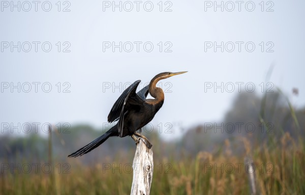 African Darter (Anhinga rufa), sitting on a dead tree, spreading wings, Thamalakane River, Okavango Delta, Botswana