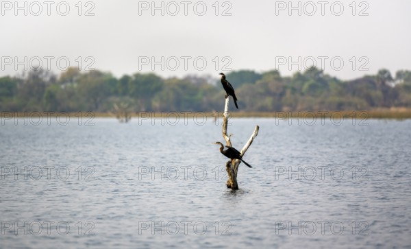 African Darter (Anhinga rufa), two birds sitting on a dead tree in the river, Thamalakane River, Okavango Delta, Botswana