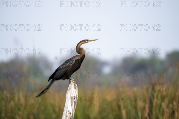 African Darter (Anhinga rufa) sitting on a dead tree, Thamalakane River, Okavango Delta, Botswana