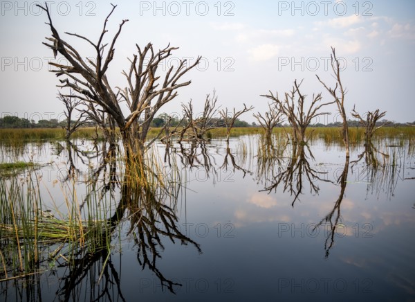 Dead trees are reflected in the river, Thamalakane River, Okavango Delta, Botswana