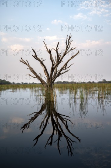 Dead tree reflected in the river, Thamalakane River, Okavango Delta, Botswana
