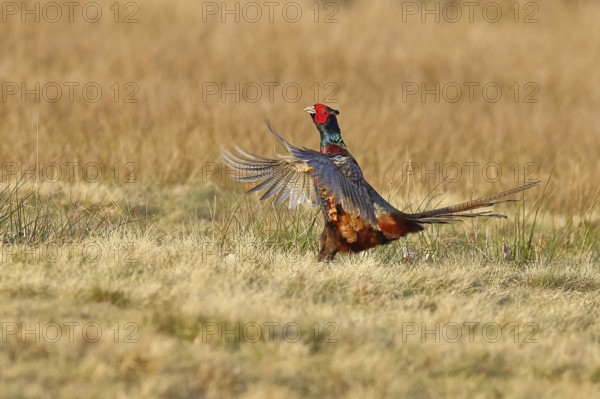 Pheasant, hunting pheasant (Phasianus colchicus), adult male bird courting in a meadow, area demarcation, wildlife, lembruch, ox moor, Dümmer nature park Park, Lower Saxony, Germany