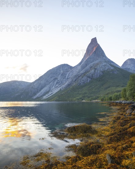 Stetind is illuminated by the first rays of sunshine. Morning light with seaweed on the banks of Tysfjord
