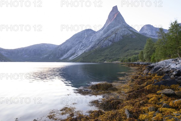 Fascinating view of Stetind in the morning light with seaweed on the shore