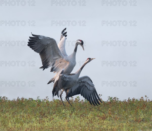Crane (Grus grus), cranes near the copula, mating in a wetland, wetland, Lower Saxony, Germany