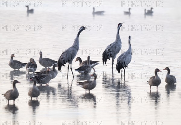 Cranes (Grus grus), cranes and gray geese (Anser anser) stand in the shallow water zone of a lake, haze, fog, Lower Saxony, Germany