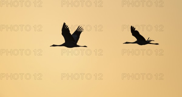 Crane (Grus grus), two cranes flying in the morning light against a warm orange sky, silhouettes, Lower Saxony, Germany