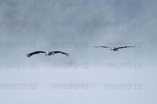 Crane (Grus grus) two cranes flying over a lake, fog, clouds of fog, Lower Saxony, Germany