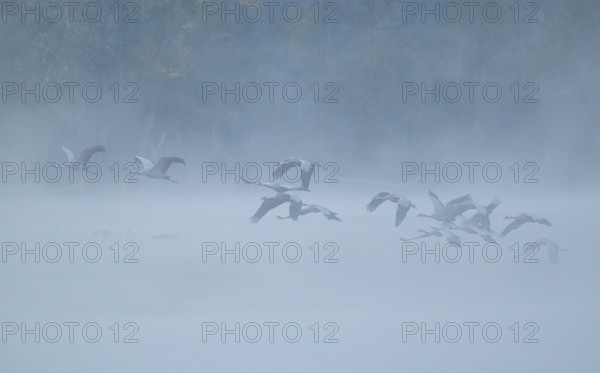 Crane (Grus grus), cranes flying over a lake, fog, clouds of fog, Lower Saxony, Germany