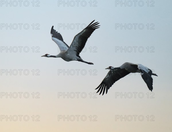 Crane (Grus grus), two cranes flying in the morning light against a warm orange sky, Lower Saxony, Germany