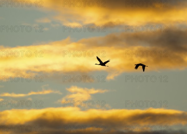 Crane (Grus grus) two cranes flying in the morning light against a blue sky with warm orange clouds, silhouettes, Lower Saxony, Germany