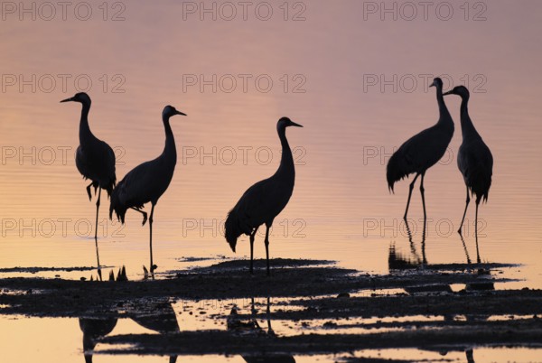 Crane (Grus grus), a group of cranes standing in the shallow water zone of a lake in warm, orange morning light, silhouettes, Lower Saxony, Germany