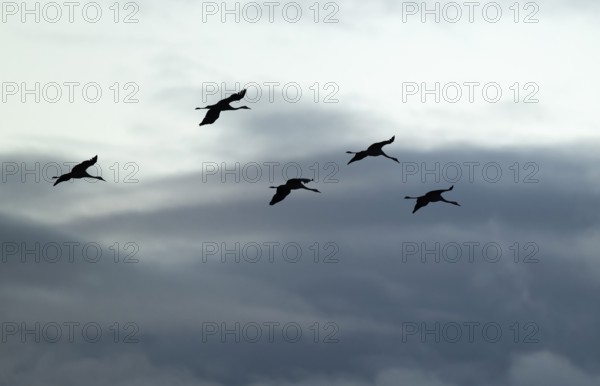 Crane (Grus grus), cranes flying against a bright sky with dramatic dark clouds, silhouettes, Lower Saxony, Germany