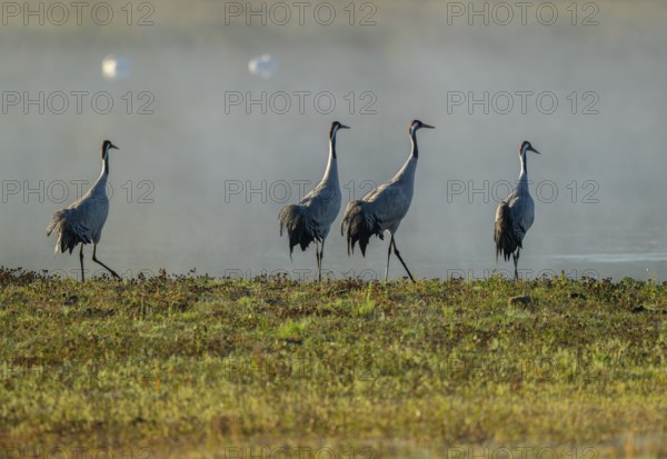 Crane (Grus grus), four cranes standing on a wet meadow in a wetland in front of a body of water, Lower Saxony, Germany